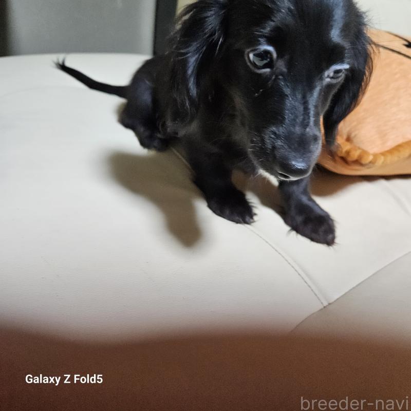 成約済の愛知県のミニチュアダックスフンド(ロングヘアード)-410192の8枚目