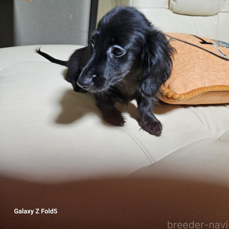 成約済の愛知県のミニチュアダックスフンド(ロングヘアード)-410192の7枚目