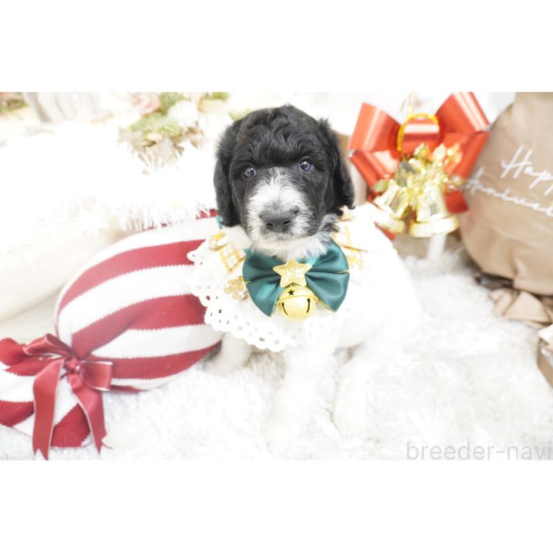 販売中の大阪府のスタンダードプードル-432444の9枚目