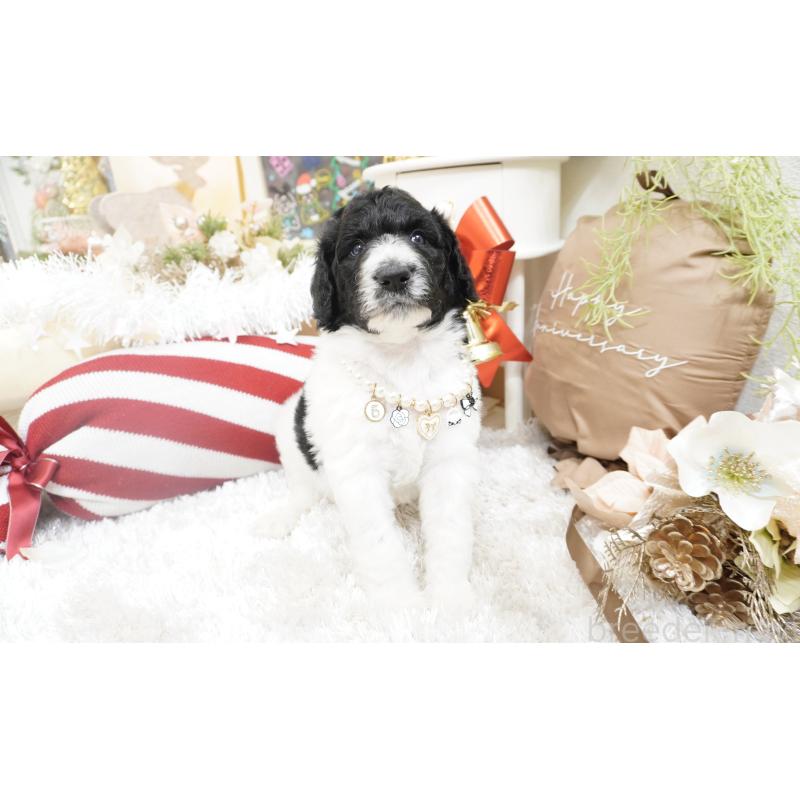 販売中の大阪府のスタンダードプードル-432444の8枚目