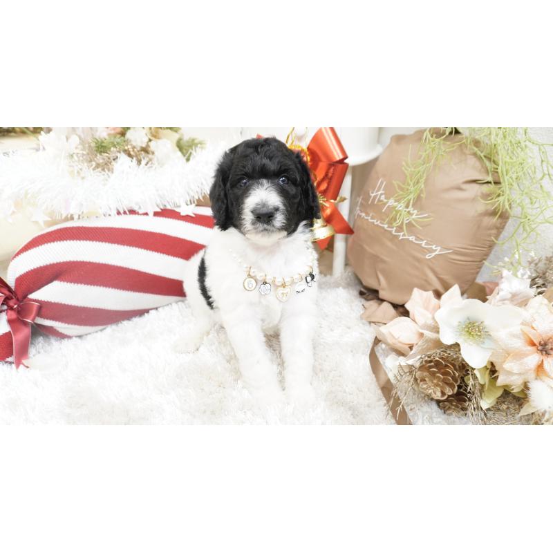 販売中の大阪府のスタンダードプードル-432444の7枚目