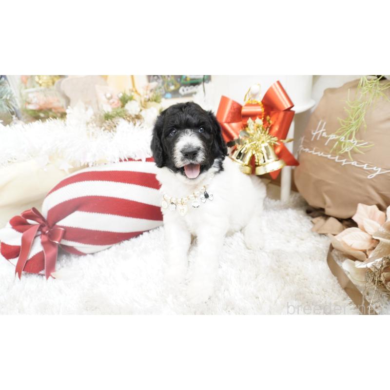 販売中の大阪府のスタンダードプードル-432444の6枚目