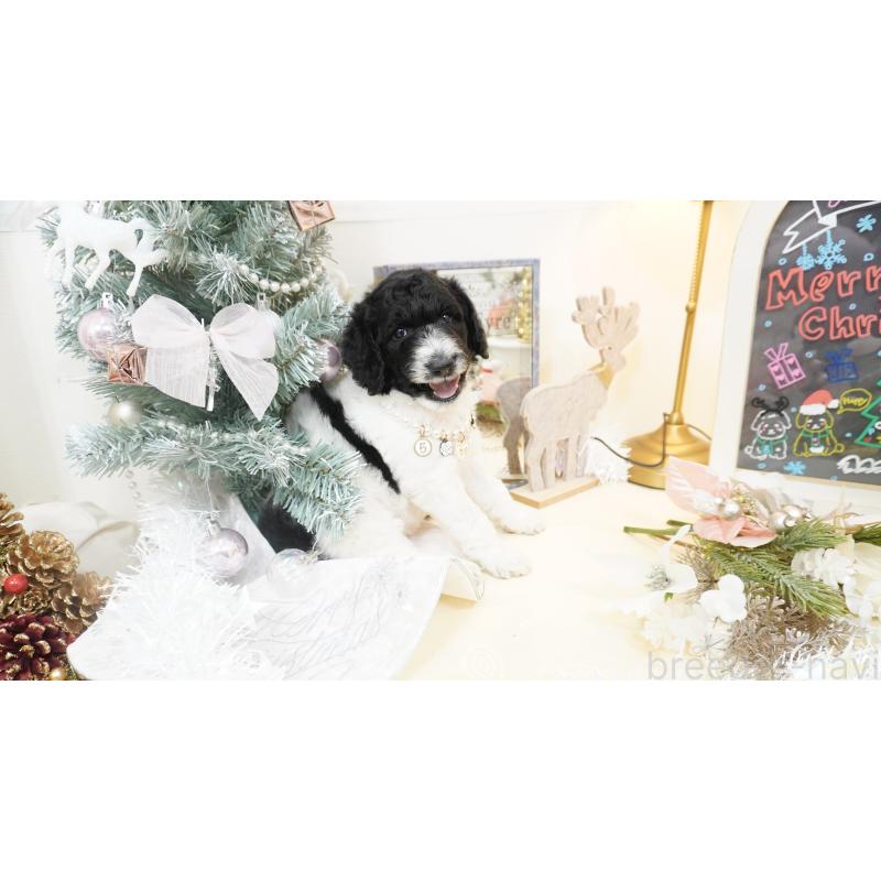 販売中の大阪府のスタンダードプードル-432444の5枚目