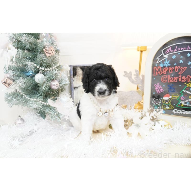 販売中の大阪府のスタンダードプードル-432444の4枚目