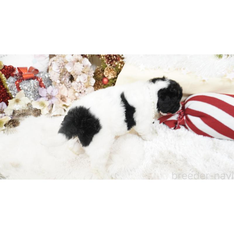 販売中の大阪府のスタンダードプードル-432444の3枚目