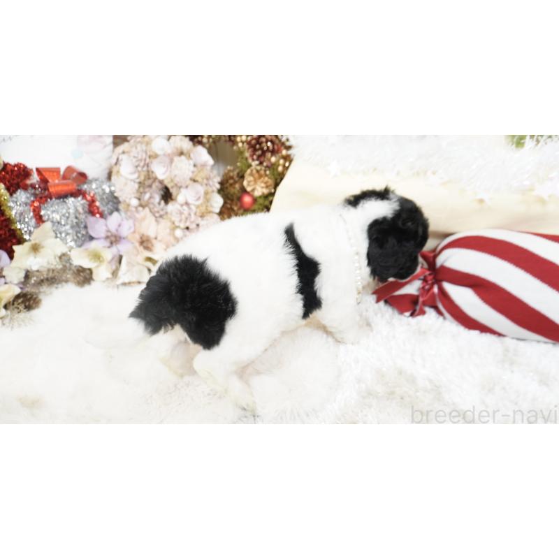 販売中の大阪府のスタンダードプードル-432444の2枚目