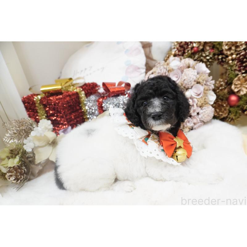 販売中の大阪府のスタンダードプードル-432445の9枚目