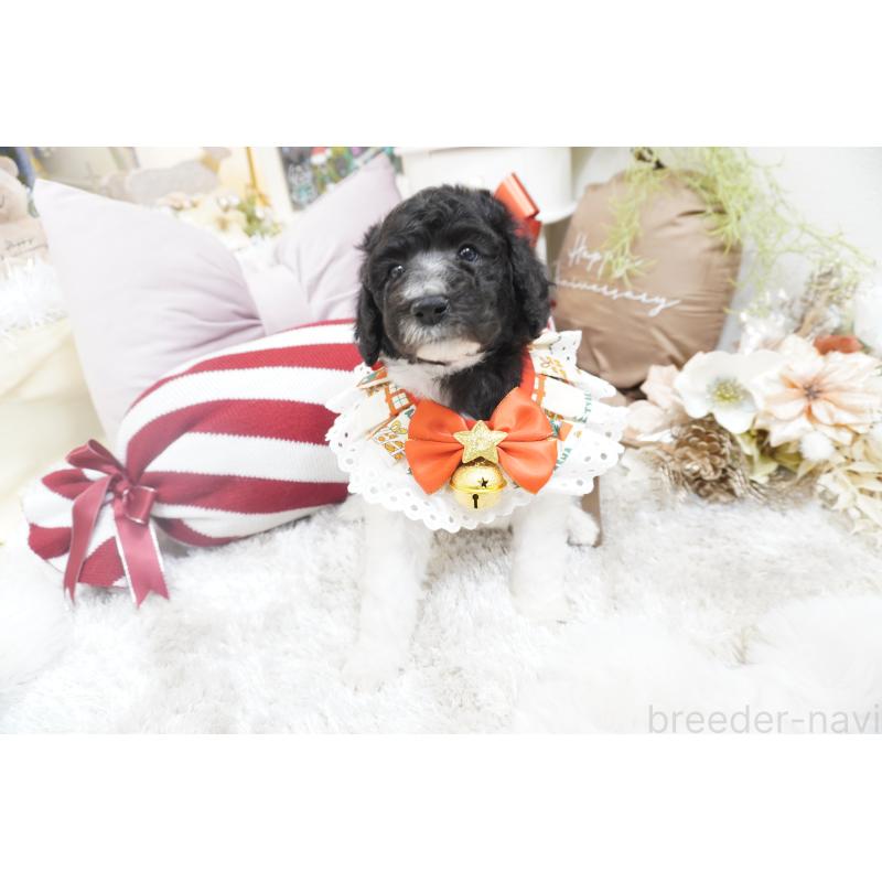 販売中の大阪府のスタンダードプードル-432445の8枚目