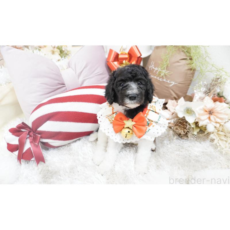 販売中の大阪府のスタンダードプードル-432445の6枚目