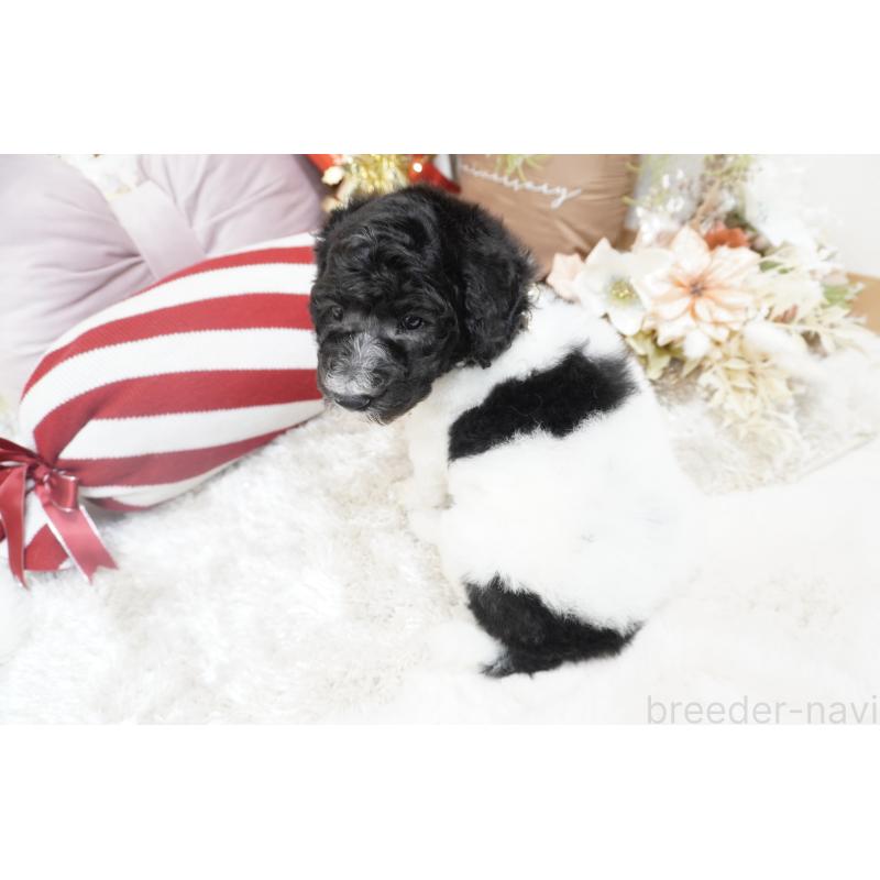 販売中の大阪府のスタンダードプードル-432445の4枚目