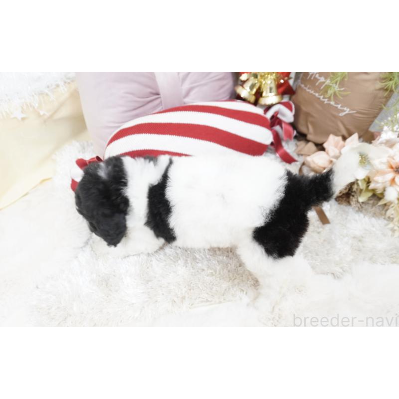 販売中の大阪府のスタンダードプードル-432445の2枚目