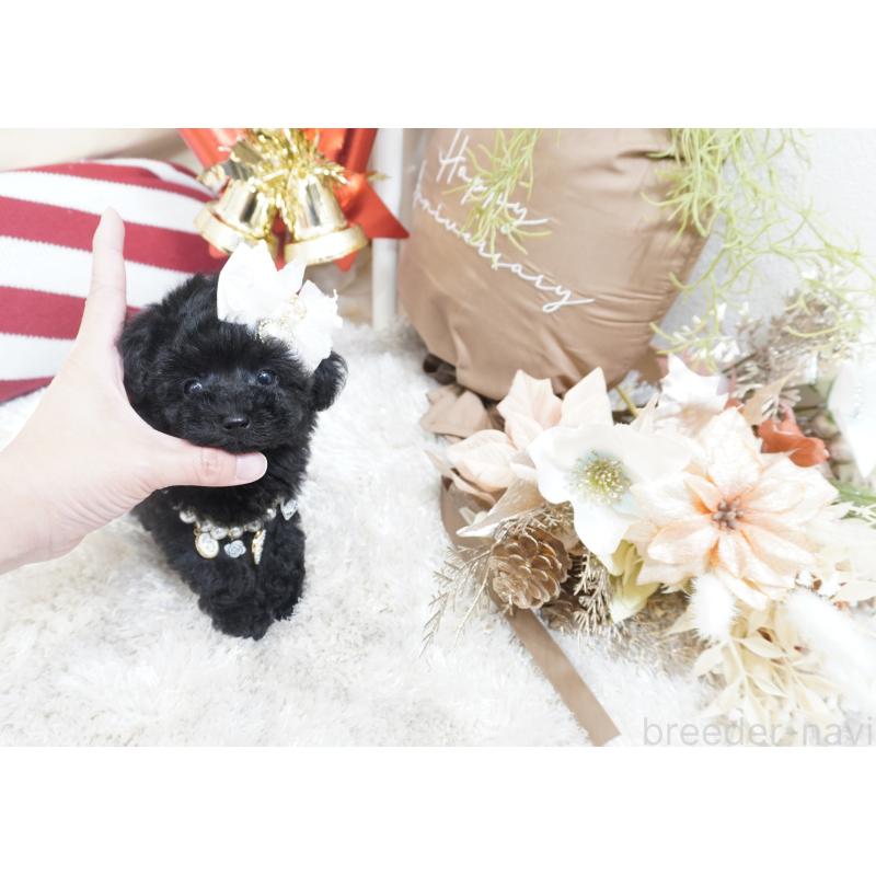 販売中の大阪府のティーカッププードル-432446の11枚目