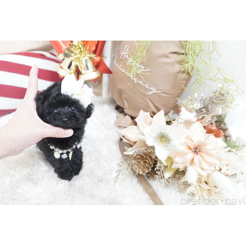 販売中の大阪府のティーカッププードル-432446の10枚目