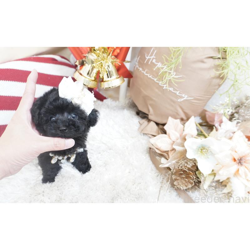 販売中の大阪府のティーカッププードル-432446の9枚目