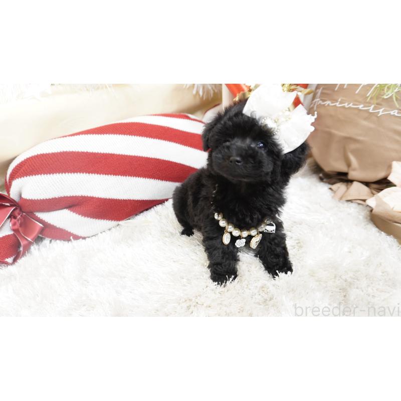 販売中の大阪府のティーカッププードル-432446の7枚目