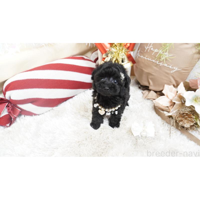 販売中の大阪府のティーカッププードル-432446の6枚目