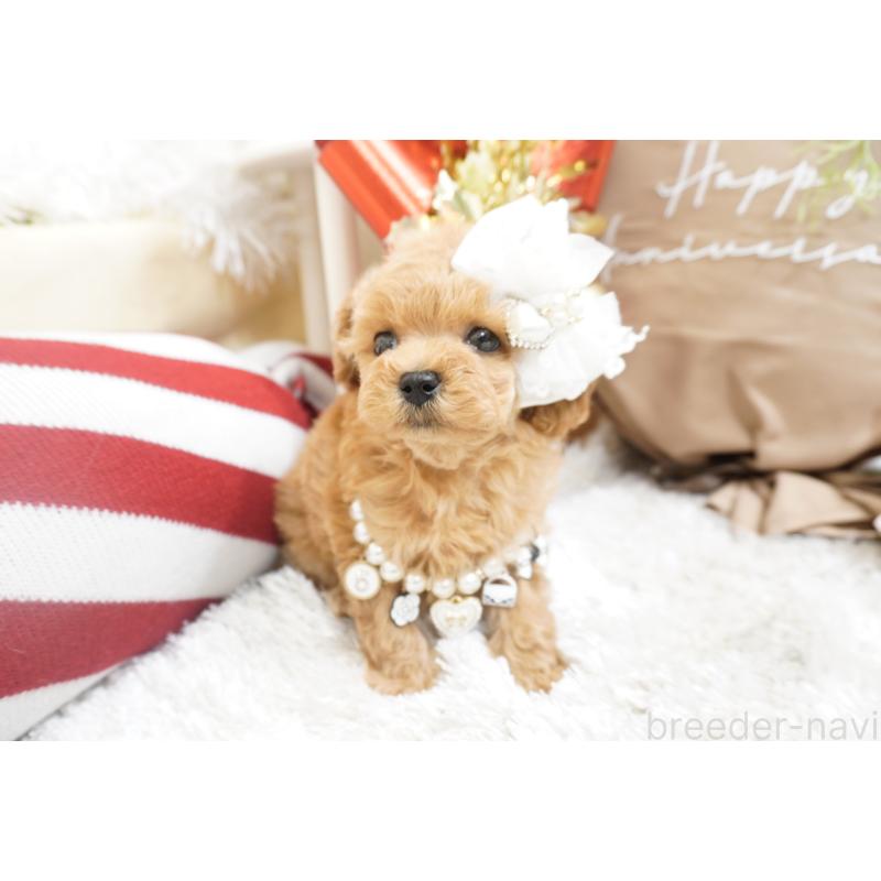 販売中の大阪府のティーカッププードル-432447の7枚目