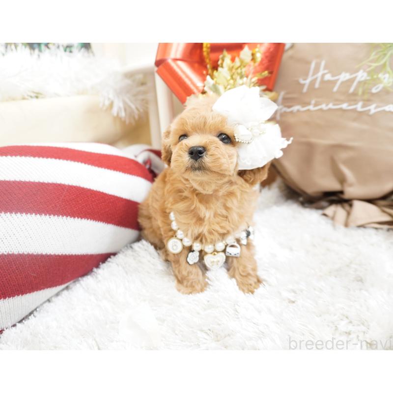 販売中の大阪府のティーカッププードル-432447の6枚目