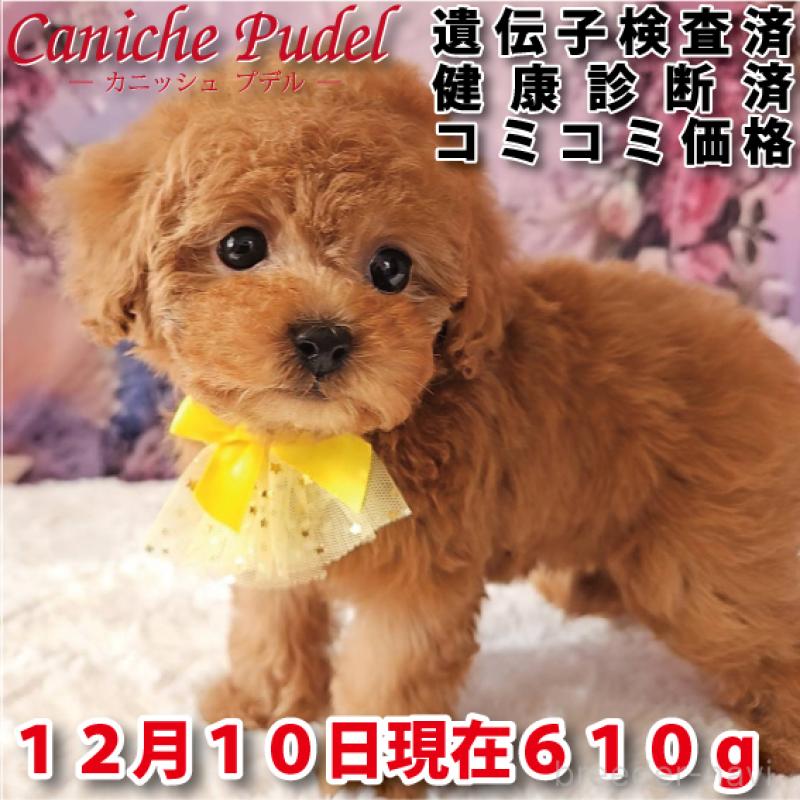 商談中の岐阜県のタイニープードル-429680