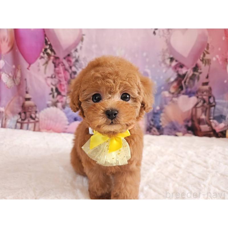 成約済の岐阜県のタイニープードル-429680の12枚目