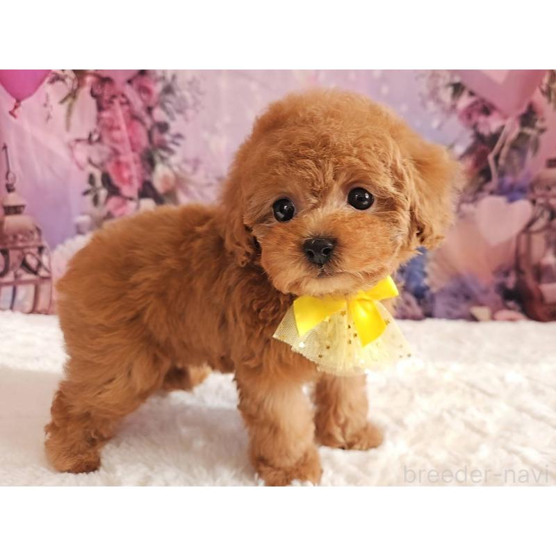 成約済の岐阜県のタイニープードル-429680の11枚目