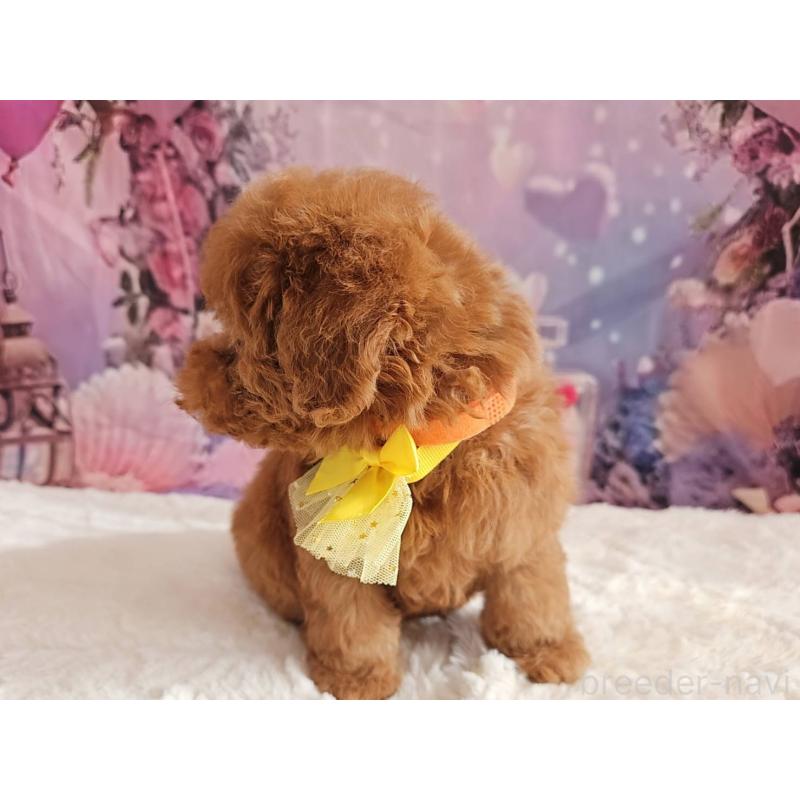 成約済の岐阜県のタイニープードル-429680の10枚目