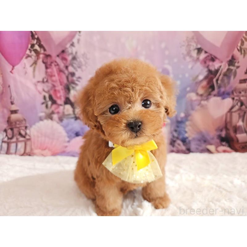 成約済の岐阜県のタイニープードル-429680の9枚目