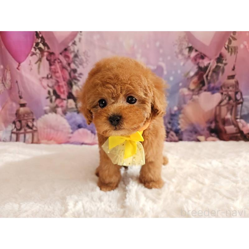 成約済の岐阜県のタイニープードル-429680の8枚目