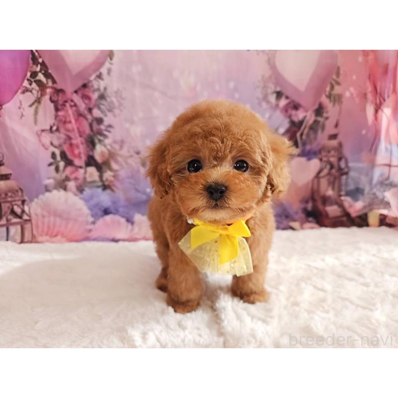 成約済の岐阜県のタイニープードル-429680の7枚目