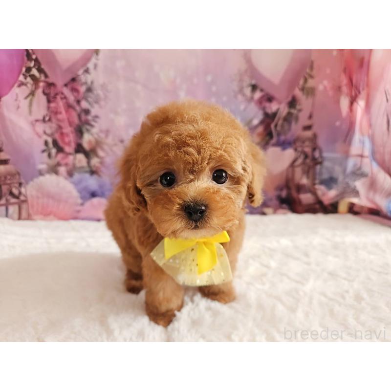 成約済の岐阜県のタイニープードル-429680の6枚目