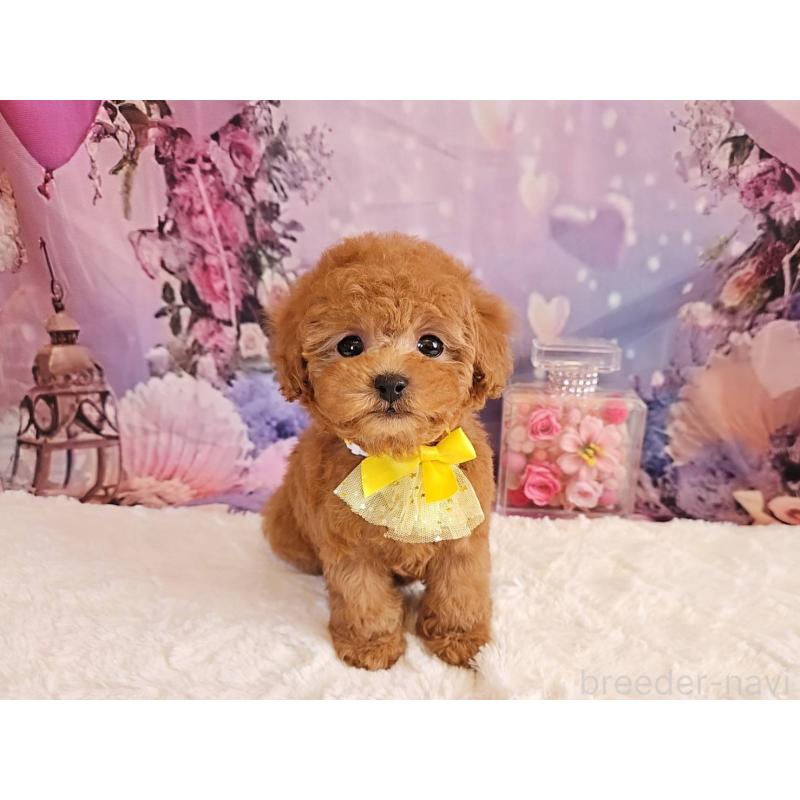 成約済の岐阜県のタイニープードル-429680の5枚目