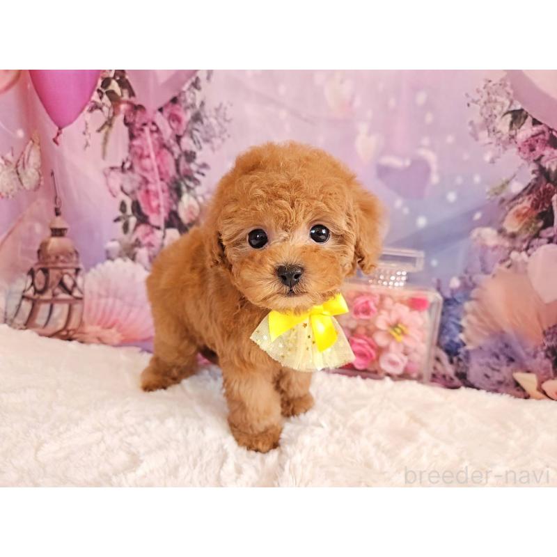 成約済の岐阜県のタイニープードル-429680の4枚目