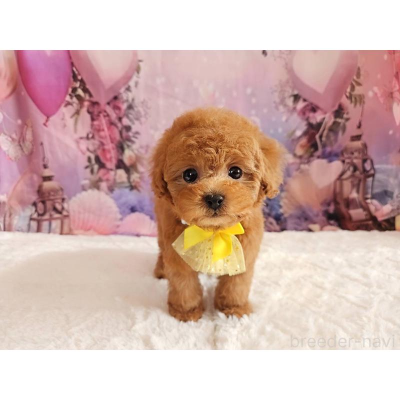 成約済の岐阜県のタイニープードル-429680の3枚目