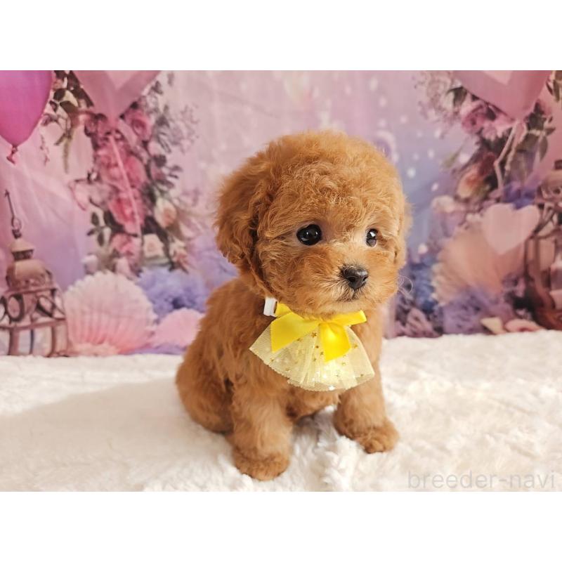 成約済の岐阜県のタイニープードル-429680の2枚目