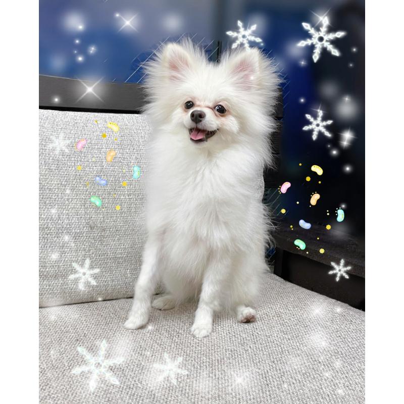 販売中の東京都のポメチワ:ポメラニアン×チワワ-408120の4枚目