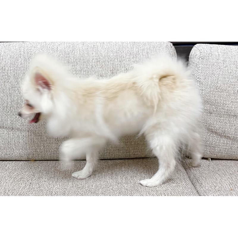 販売中の東京都のポメチワ:ポメラニアン×チワワ-408120の3枚目