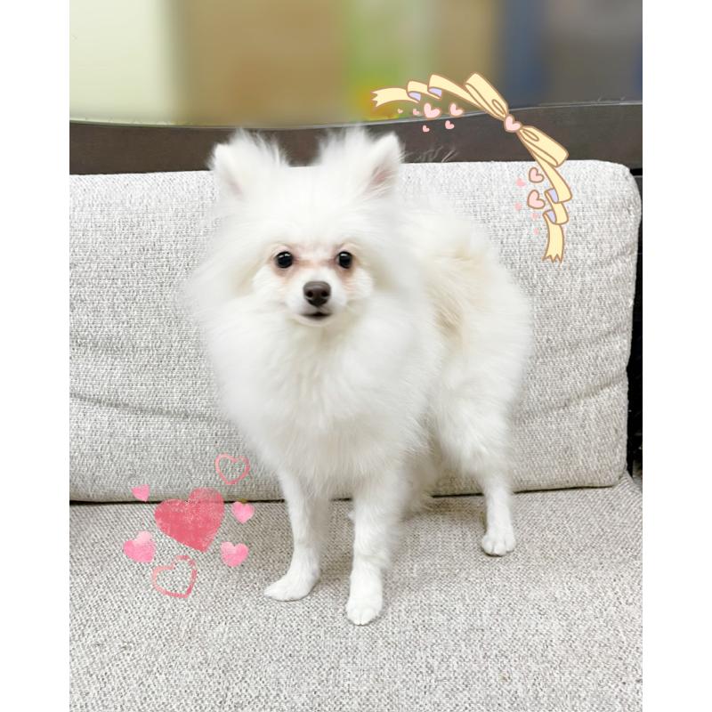販売中の東京都のポメチワ:ポメラニアン×チワワ-408120の2枚目