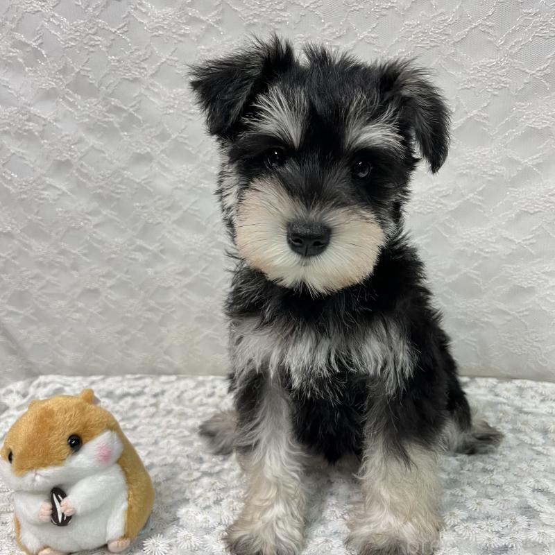 商談中の岡山県のミニチュアシュナウザー-426615