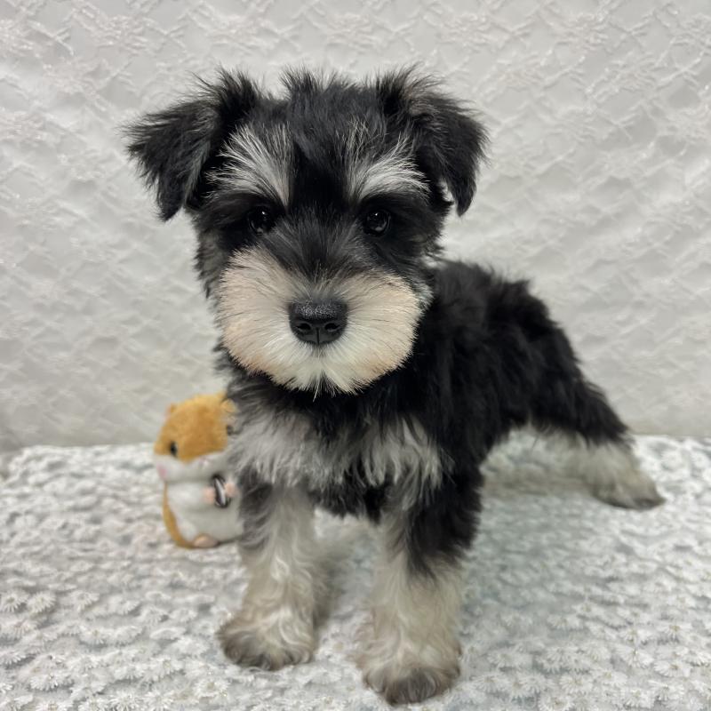 商談中の岡山県のミニチュアシュナウザー-426615の2枚目