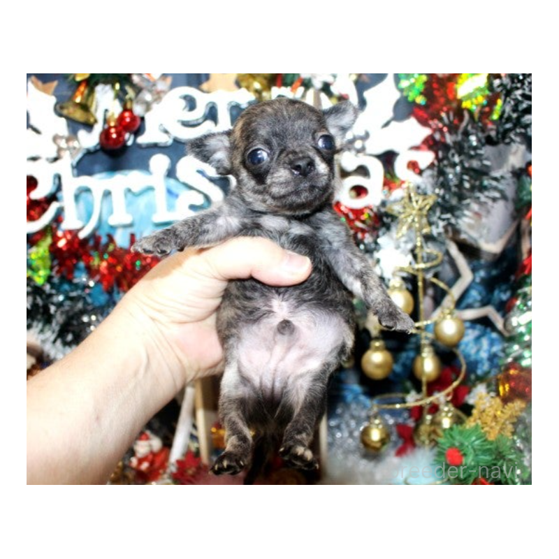 販売中の福岡県のチワワ(ロングコート)-432461の5枚目