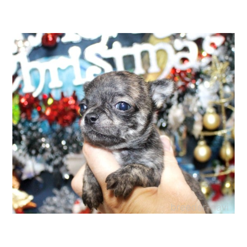 販売中の福岡県のチワワ(ロングコート)-432461