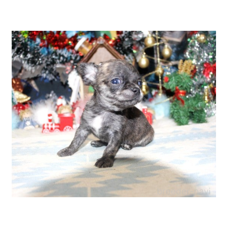 販売中の福岡県のチワワ(ロングコート)-432461の3枚目