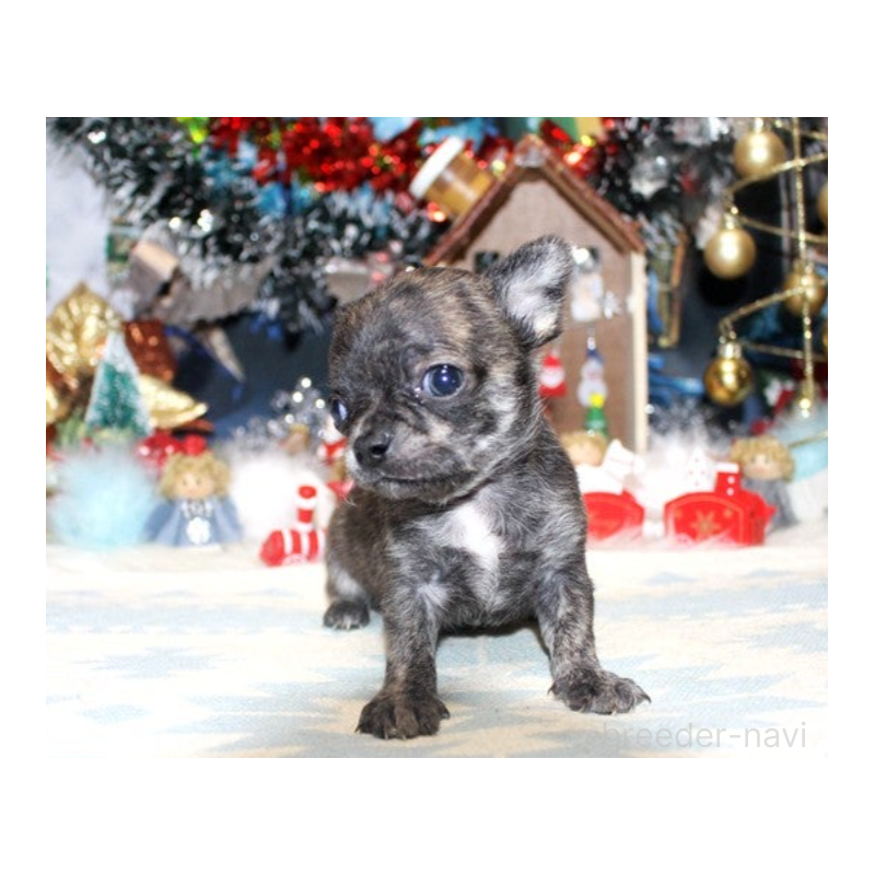 販売中の福岡県のチワワ(ロングコート)-432461の2枚目