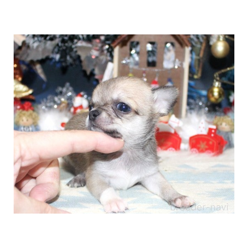 販売中の福岡県のチワワ(ロングコート)-432462の6枚目