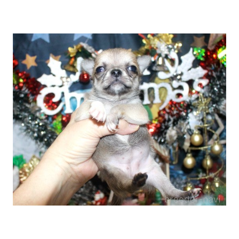 販売中の福岡県のチワワ(ロングコート)-432462の5枚目