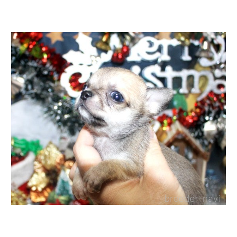 販売中の福岡県のチワワ(ロングコート)-432462