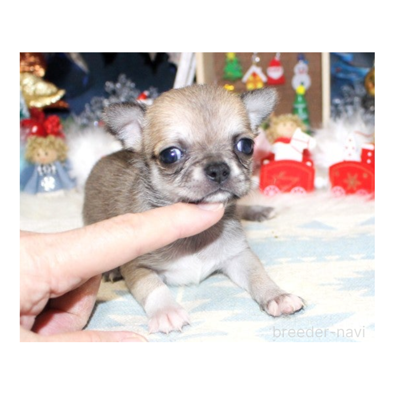 販売中の福岡県のチワワ(ロングコート)-432462の4枚目