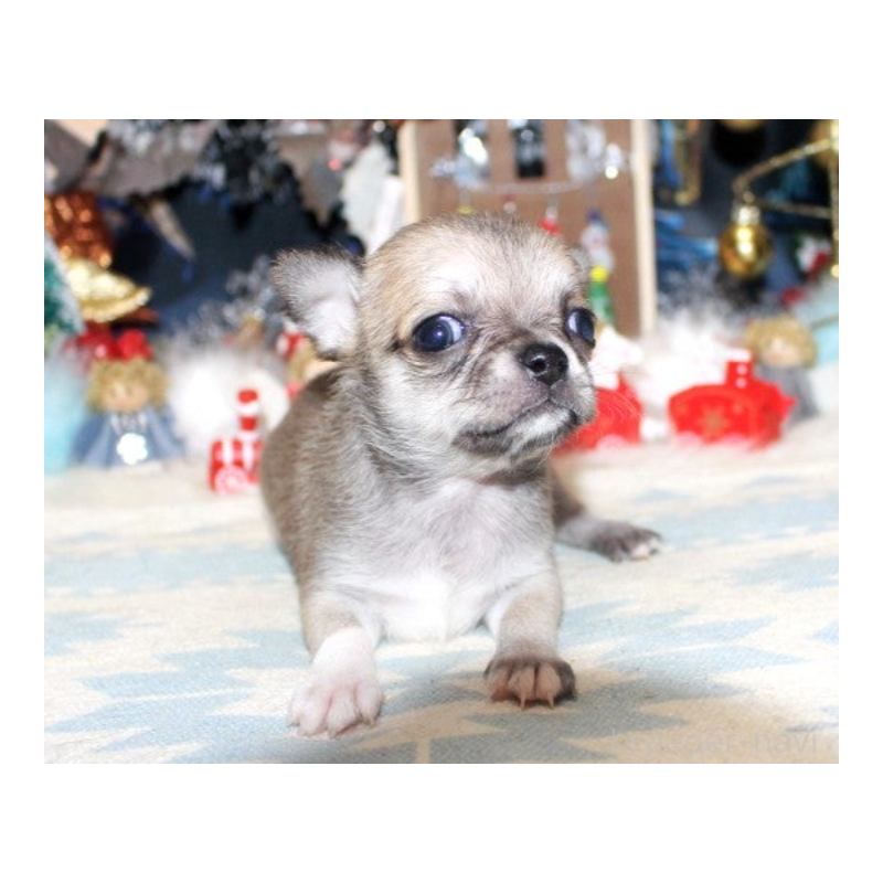 販売中の福岡県のチワワ(ロングコート)-432462の3枚目