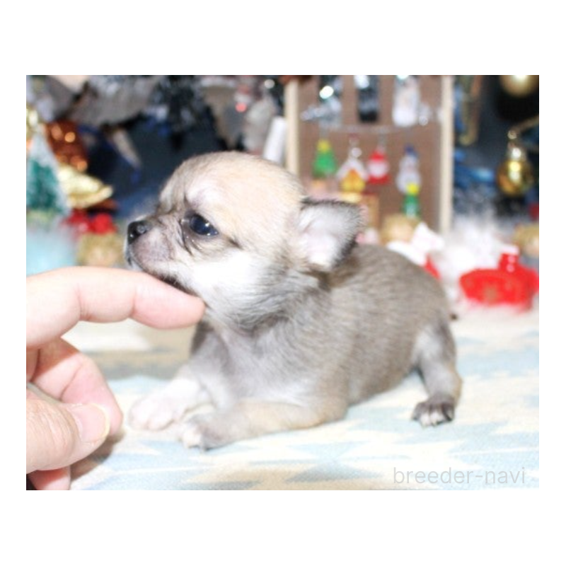 販売中の福岡県のチワワ(ロングコート)-432462の2枚目