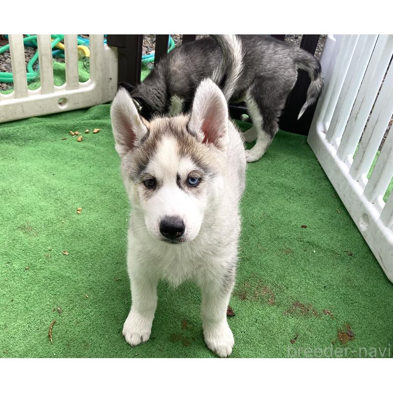 販売中ののシベリアンハスキー-425189